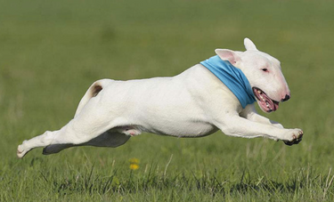 Dog Heaven™ Cooling Neck Wrap
